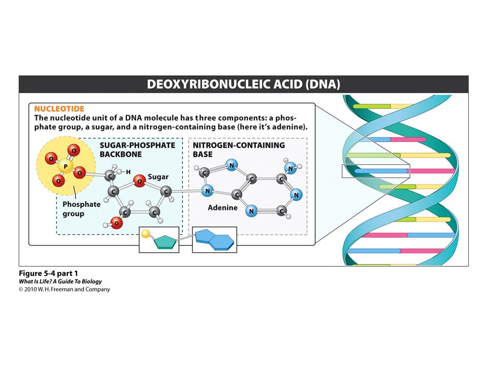 DNA: Definition, Structure & Discovery